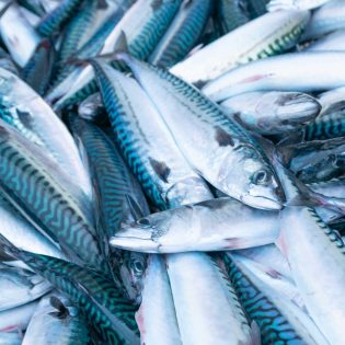 Maquereau - Mackerel