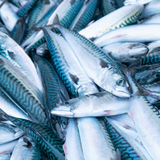 Maquereau - Mackerel